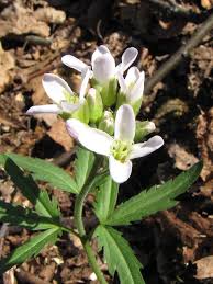Attēlu rezultāti vaicājumam “Cruciferae”