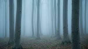 Image result for лес,