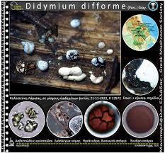 Attēlu rezultāti vaicājumam “Didymium difforme”