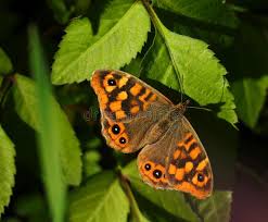 Attēlu rezultāti vaicājumam “Lasiommata megera”