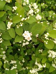 Attēlu rezultāti vaicājumam “Cotoneaster multiflorus”