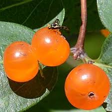 Attēlu rezultāti vaicājumam “Lonicera tatarica fruit”
