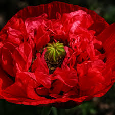 Attēlu rezultāti vaicājumam “Papaver somniferum flower”