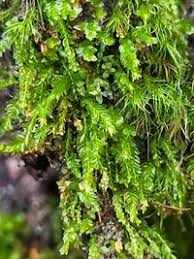 Attēlu rezultāti vaicājumam “Tetraphis pellucida”