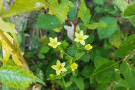 Attēlu rezultāti vaicājumam “Centaurium littorale leaf”