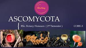 Attēlu rezultāti vaicājumam “Ascomycota”