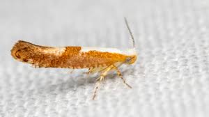 Attēlu rezultāti vaicājumam “Argyresthiidae”