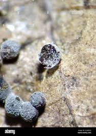 Attēlu rezultāti vaicājumam “Badhamia foliicola”