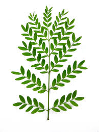 Attēlu rezultāti vaicājumam “Gleditsia triacanthos leaf”