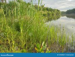 Attēlu rezultāti vaicājumam “Subularia aquatica”