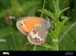 Attēlu rezultāti vaicājumam “Coenonympha arcania underside”