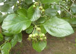 Attēlu rezultāti vaicājumam “Crataegus persimilis fruit”