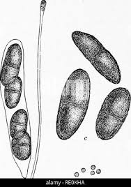 Attēlu rezultāti vaicājumam “Thelopsis rubella”