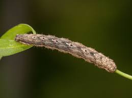 Attēlu rezultāti vaicājumam “Euphyia unangulata”