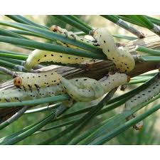 Attēlu rezultāti vaicājumam “Diprion pini male”