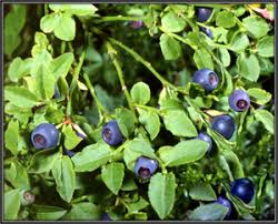 Attēlu rezultāti vaicājumam “Vaccinium myrtillus fruit”