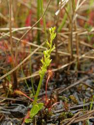 Attēlu rezultāti vaicājumam “Hammarbya paludosa”