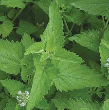 Image result for Nepeta cataria
