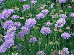 Image result for Scabiosa canescens