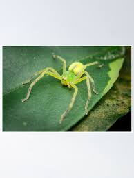 Attēlu rezultāti vaicājumam “Micrommata virescens”