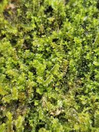 Attēlu rezultāti vaicājumam “Lophozia ventricosa”