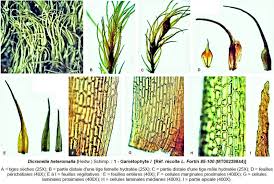 Attēlu rezultāti vaicājumam “Dicranella heteromalla”