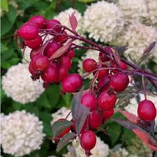 Attēlu rezultāti vaicājumam “Rosa glauca flower”