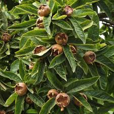 Attēlu rezultāti vaicājumam “Mespilus germanica leaf”