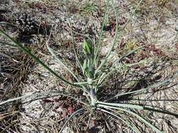 Attēlu rezultāti vaicājumam “Tragopogon heterospermus”