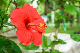 Attēlu rezultāti vaicājumam “Malvaceae”