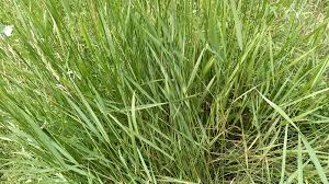 Attēlu rezultāti vaicājumam “Elytrigia repens subsp. arenosa”