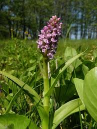 Attēlu rezultāti vaicājumam “Dactylorhiza incarnata leaf”