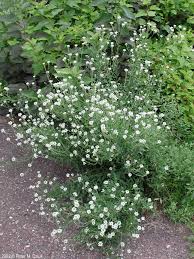 Attēlu rezultāti vaicājumam “Berteroa incana flower”