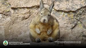 Image result for viscacha
