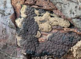 Attēlu rezultāti vaicājumam “Hypoxylon multiforme”