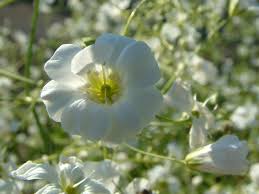 Image result for Gypsophila elegans