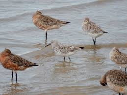 Image result for Calidris tenuirostris
