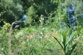 Attēlu rezultāti vaicājumam “Poa palustris leaf”