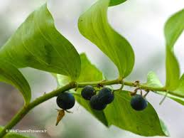 Attēlu rezultāti vaicājumam “Polygonatum odoratum fruit”