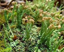 Attēlu rezultāti vaicājumam “Cladonia phyllophora”