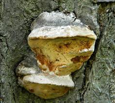 Attēlu rezultāti vaicājumam “Phellinus pomaceus”