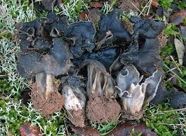 Attēlu rezultāti vaicājumam “Helvella”