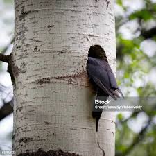 Attēlu rezultāti vaicājumam “Dryocopus martius nest”