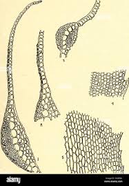 Attēlu rezultāti vaicājumam “Timmia megapolitana”