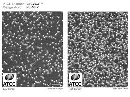 Attēlu rezultāti vaicājumam “Cinclidotus danubicus cells”