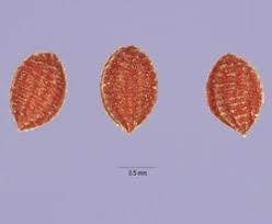 Attēlu rezultāti vaicājumam “Oxalis corniculata fruit”