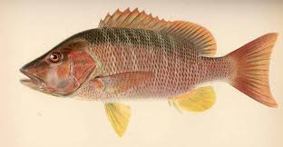 Image result for Lutjanus jocu