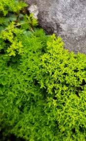 Attēlu rezultāti vaicājumam “Barbula convoluta”