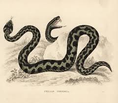 Attēlu rezultāti vaicājumam “Vipera berus”