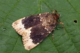 Attēlu rezultāti vaicājumam “Amphipyra perflua”